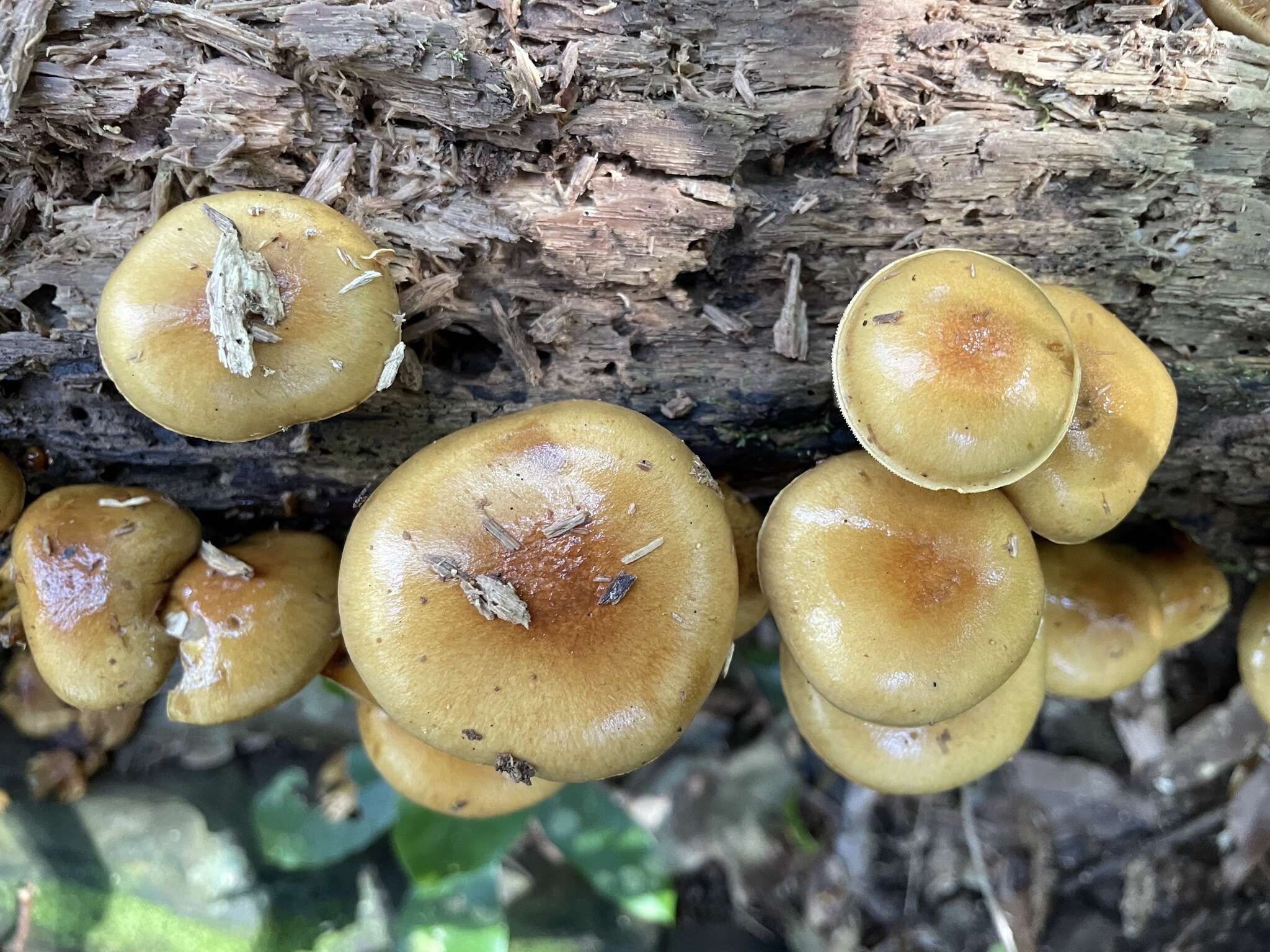 Слика од Pholiota nameko (T. Itô) S. Ito & S. Imai 1933