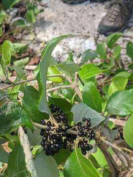 Image of Callicarpa candicans (Burm. fil.) Hochr.