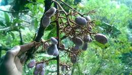 Image of Micronychia macrophylla H. Perrier