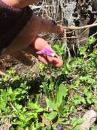 Plancia ëd Dodecatheon jeffreyanum subsp. jeffreyanum