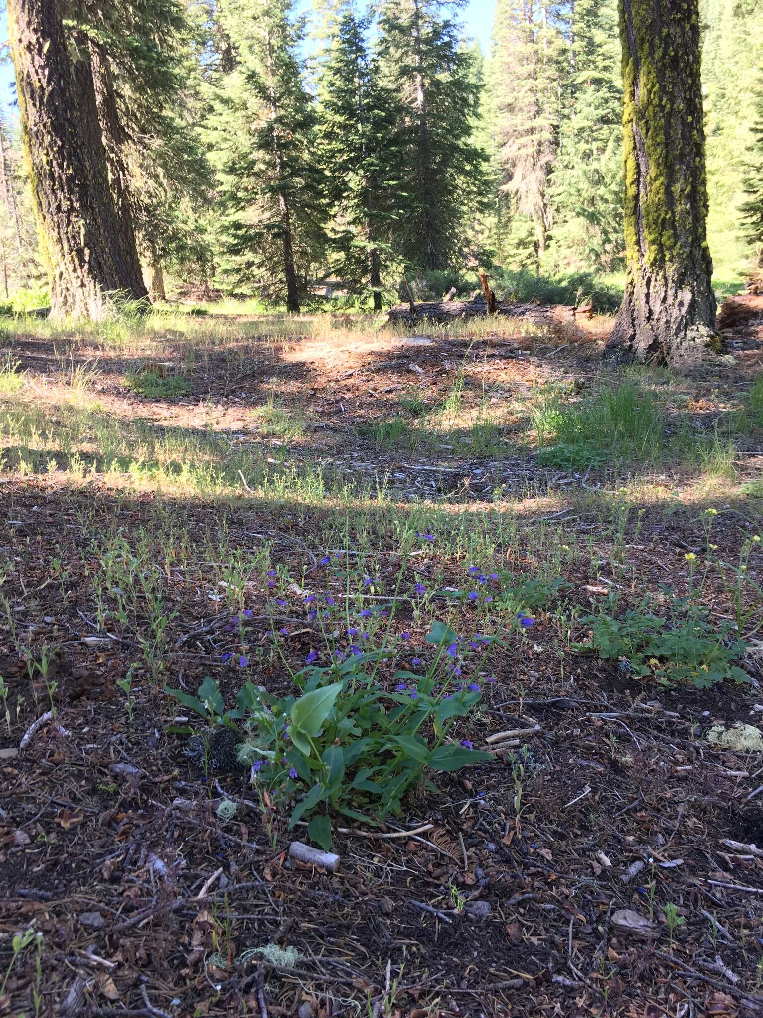 Image of Siskiyou beardtongue