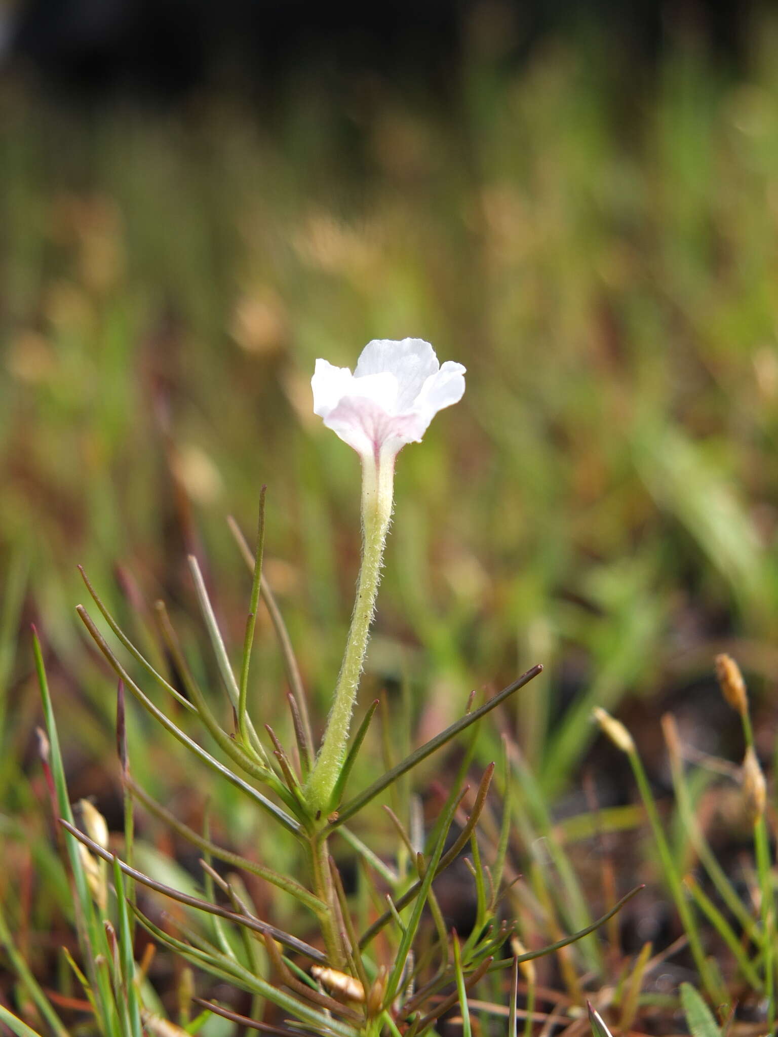 Image of Rhamphicarpa fistulosa (Hochst.) Benth.