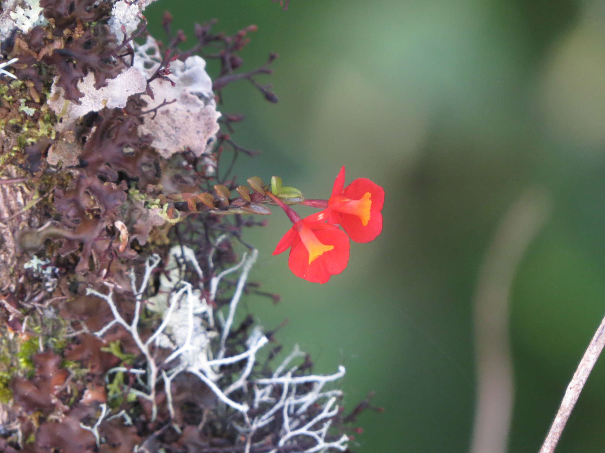 Fernandezia subbiflora Ruiz & Pav.的圖片