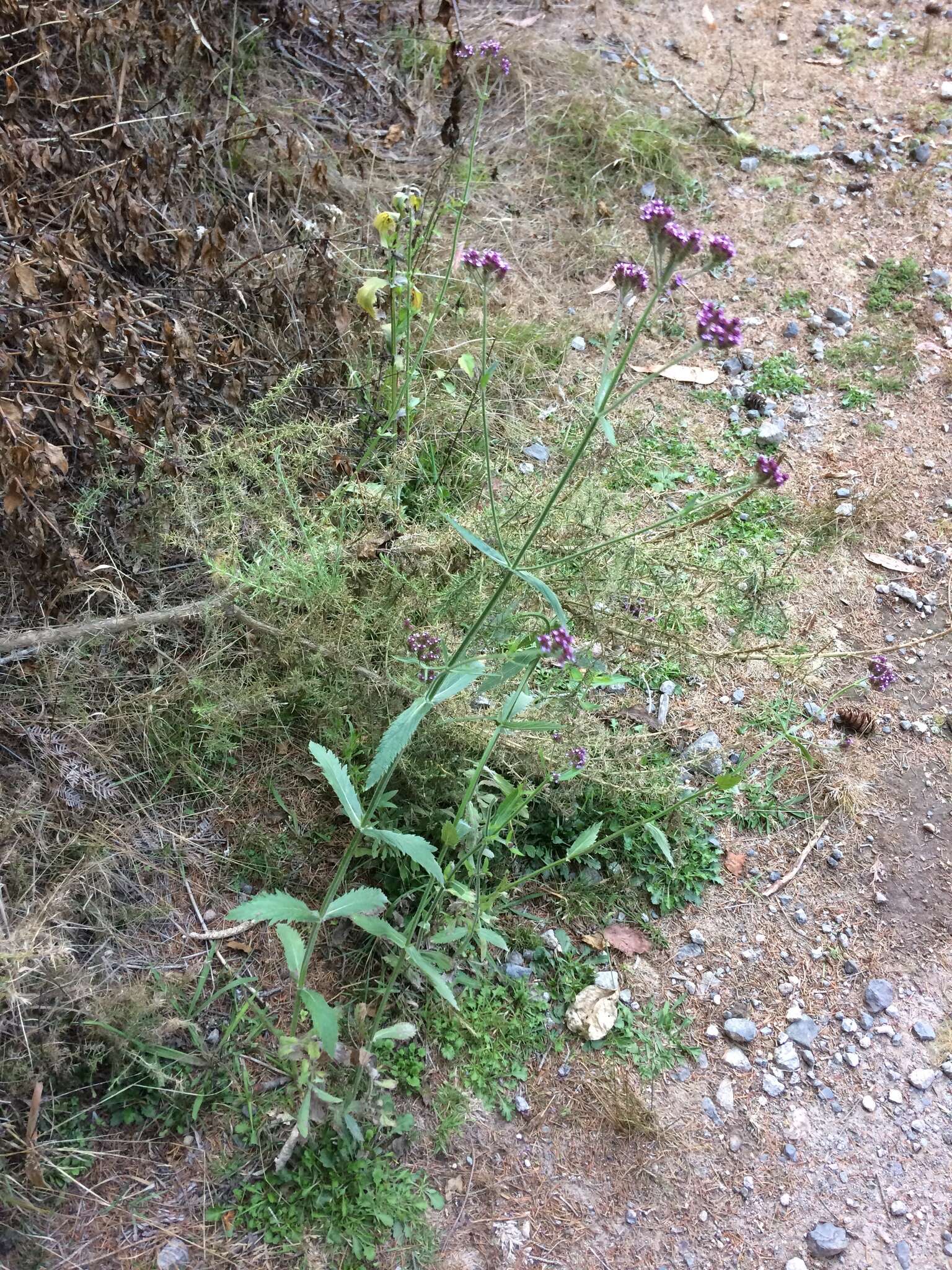 Image of Brazilian Vervain