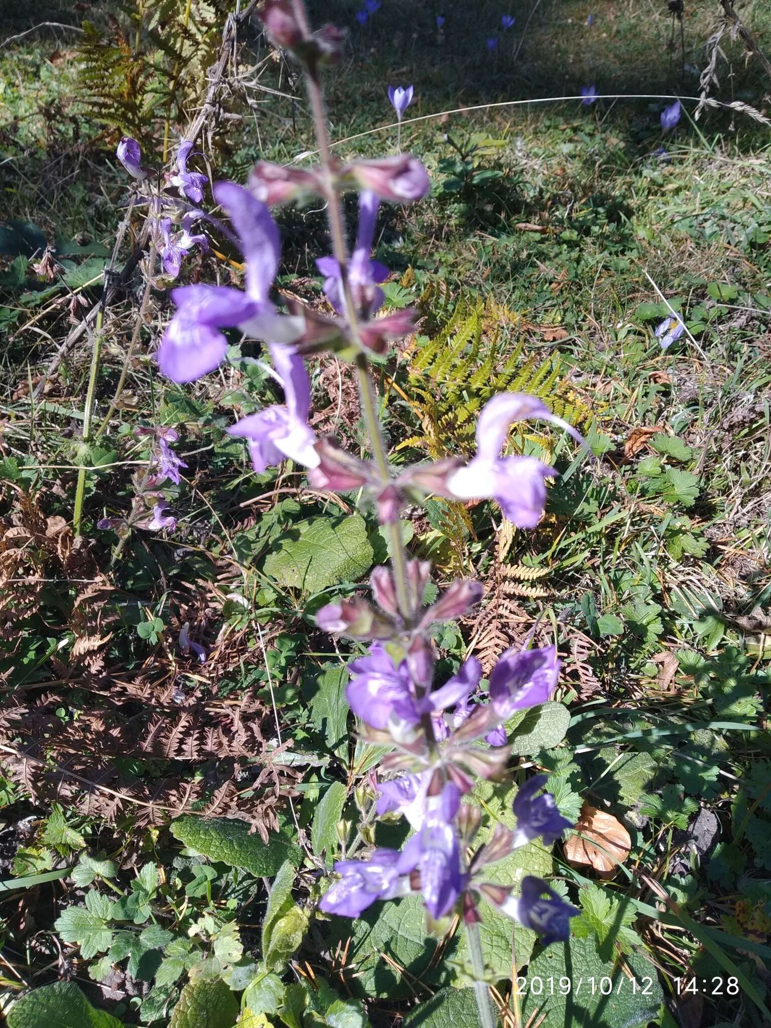 Imagem de Salvia forskaehlei L.