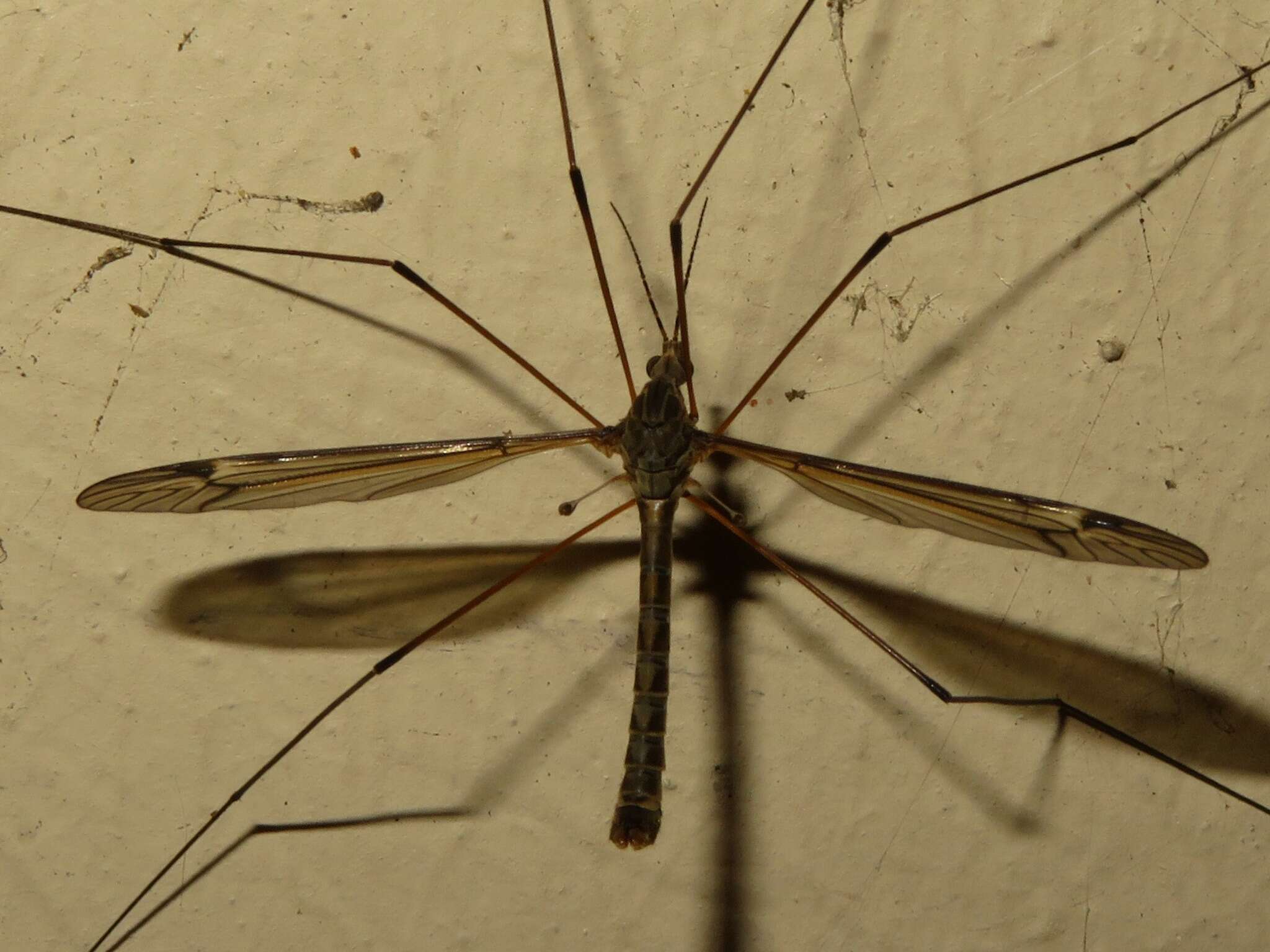 Image of Tipula (Yamatotipula) lateralis Meigen 1804