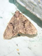 Image of Cryphia ochsi Boursin 1940