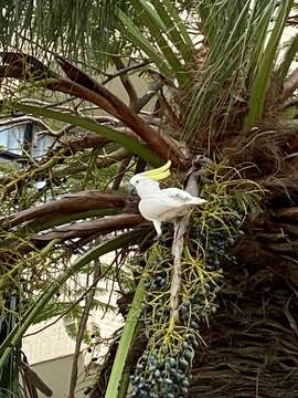 Cacatua sulphurea (Gmelin & JF 1788) resmi