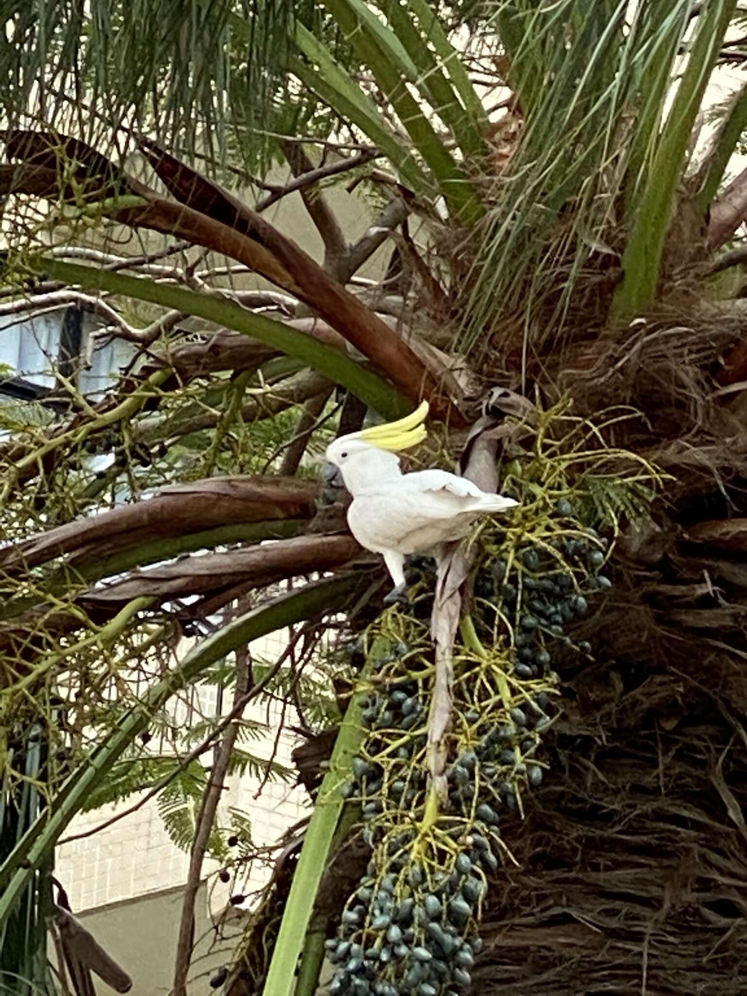 Image of Lesser Sulphur-crested Cockatoo