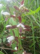 Image of Eulophia stachyodes Rchb. fil.