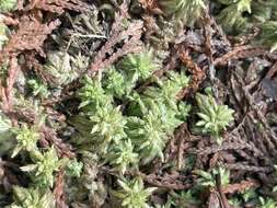 Sphagnum carolinianum Andrus 1983的圖片