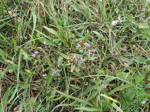 Image of Dune gentian