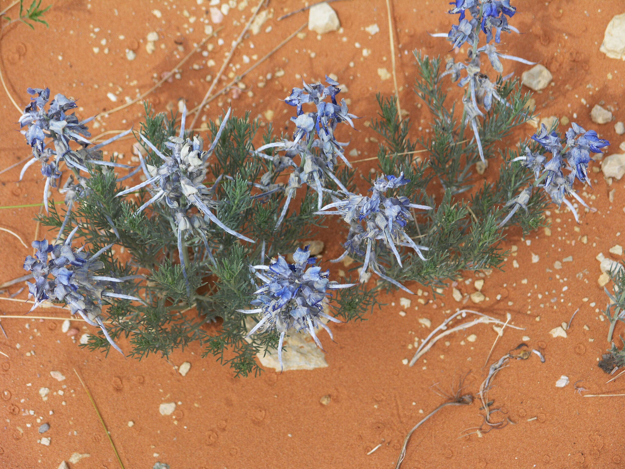 Слика од Sophora stenophylla A. Gray