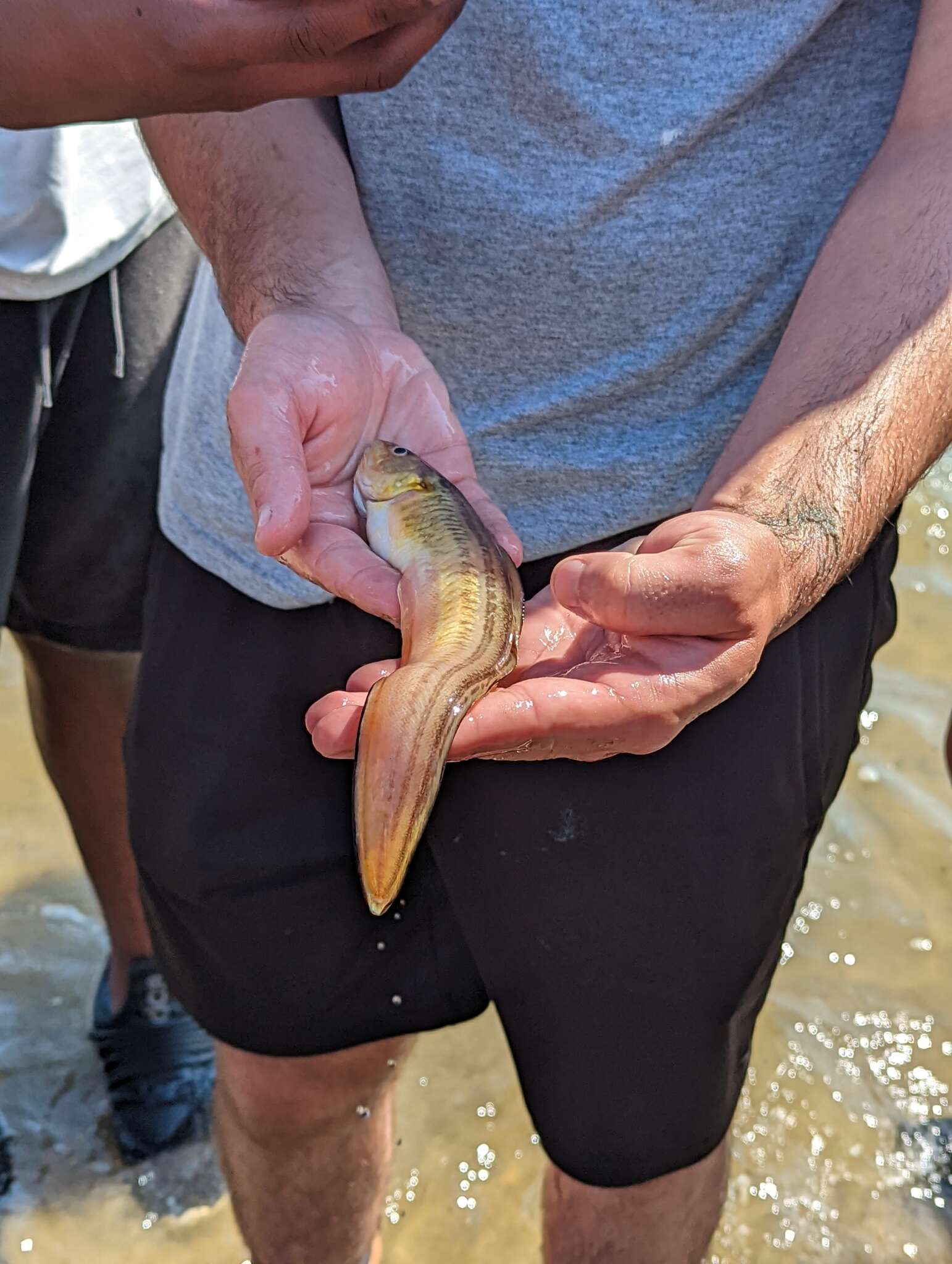 Image of Striped Cusk-eel