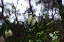 Image de Melaleuca squarrosa Donn