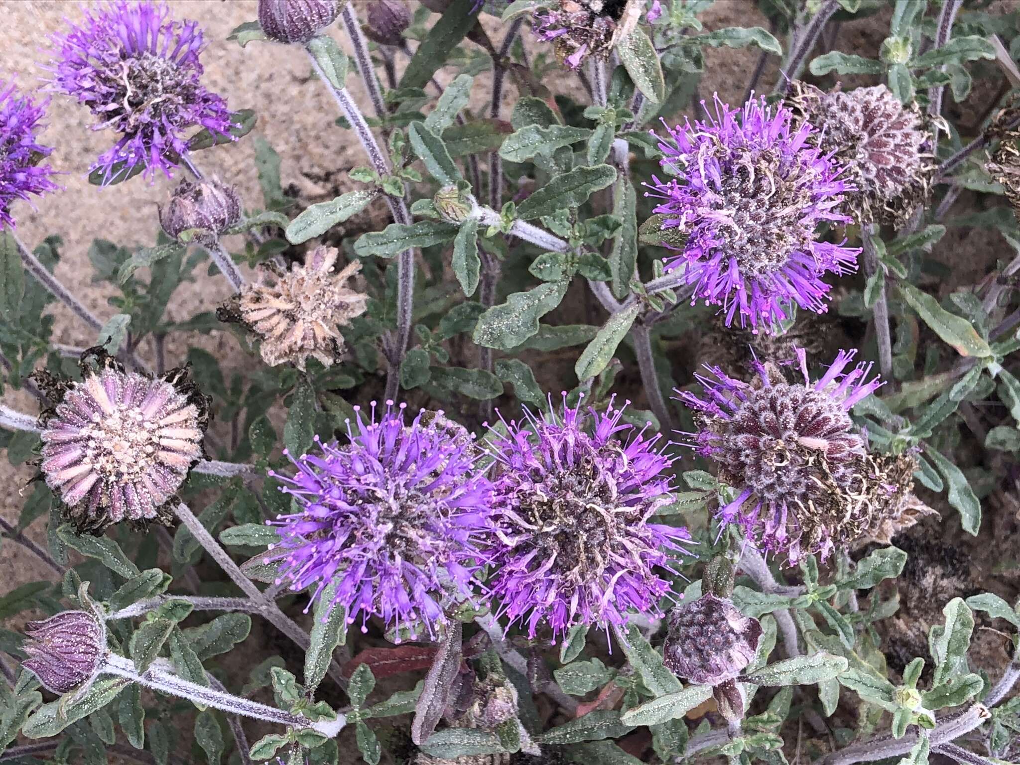 Image of curlyleaf monardella