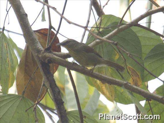 Image of Pin-striped Tit-Babbler