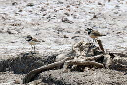 Image of Black-banded Plover