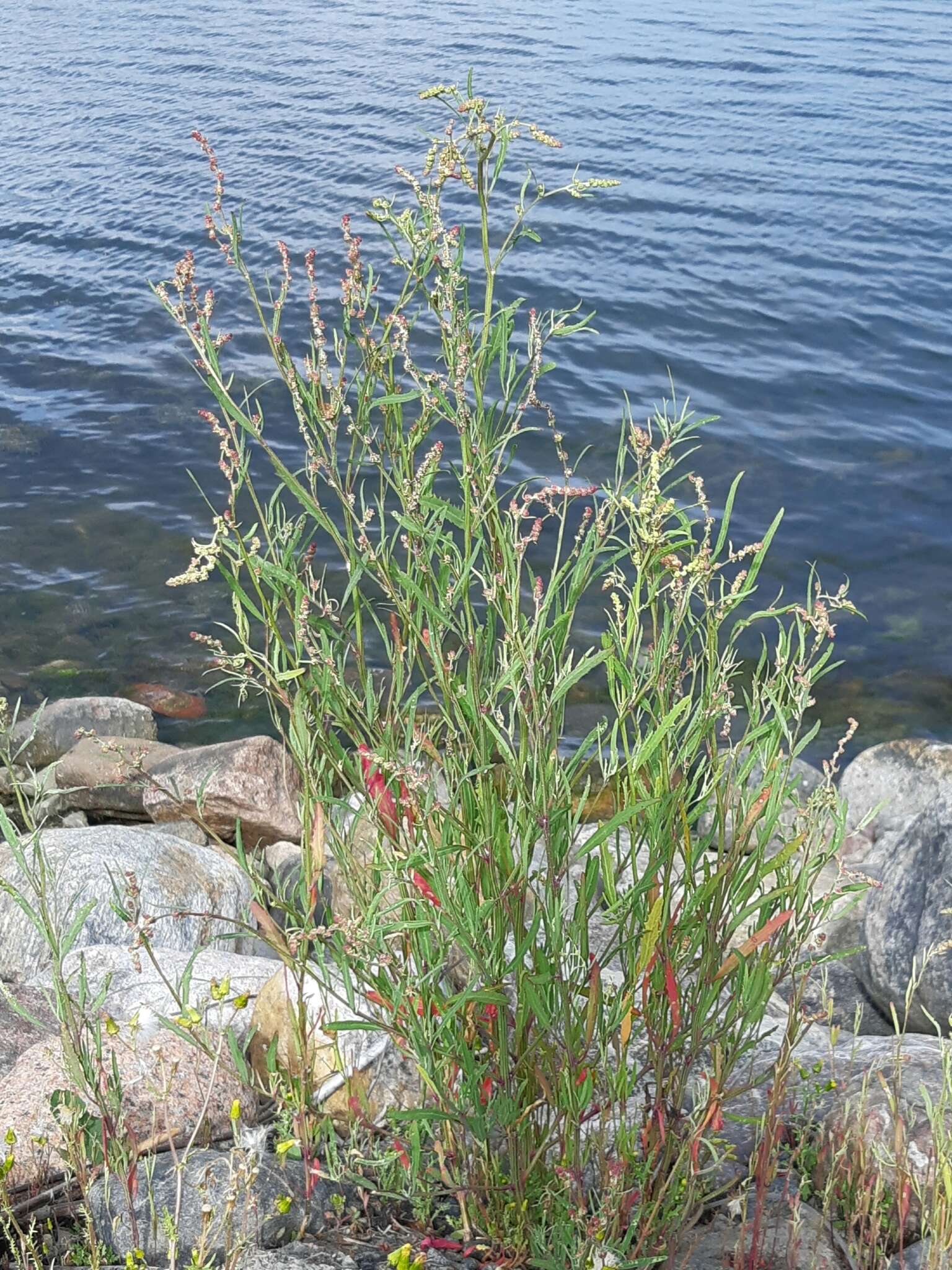 Image of Grass-leaved orache