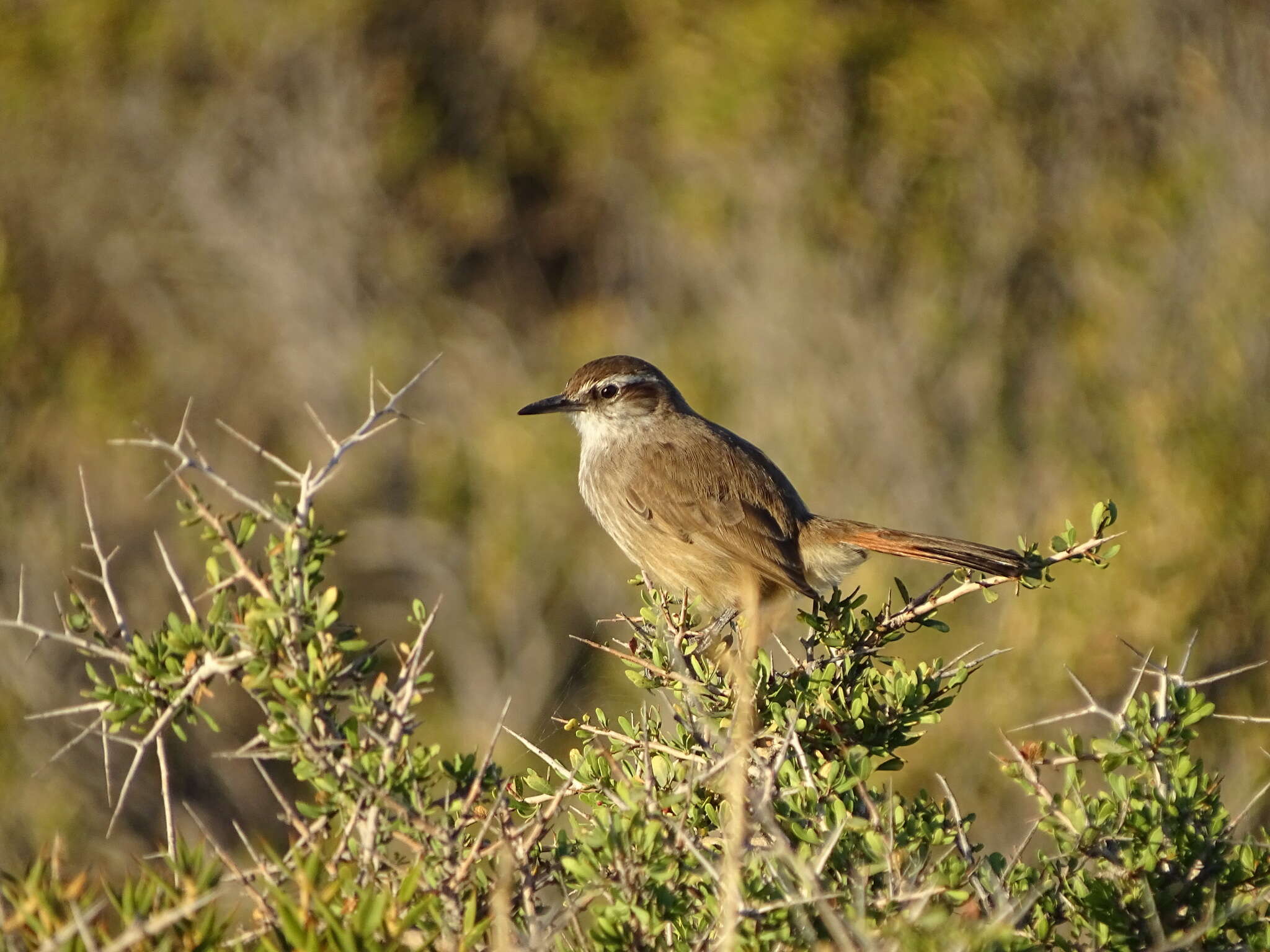 Image of Band-tailed Earthcreeper