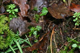 Image of Conopodium