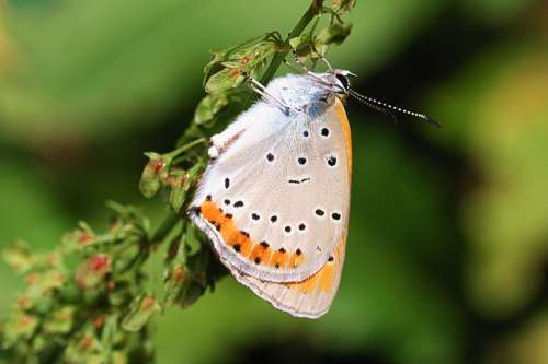 Image of Lycaena dispar rutilus (Werneburg 1864)