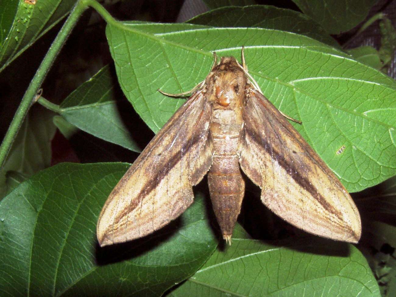 Image de Xylophanes turbata (Edwards 1887)