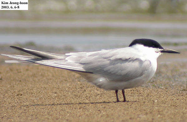 Image of Common Tern