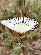 Image of Plectocephalus chilensis G. Don ex Loud.