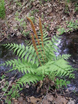 Image of Osmundastrum cinnamomeum Presl