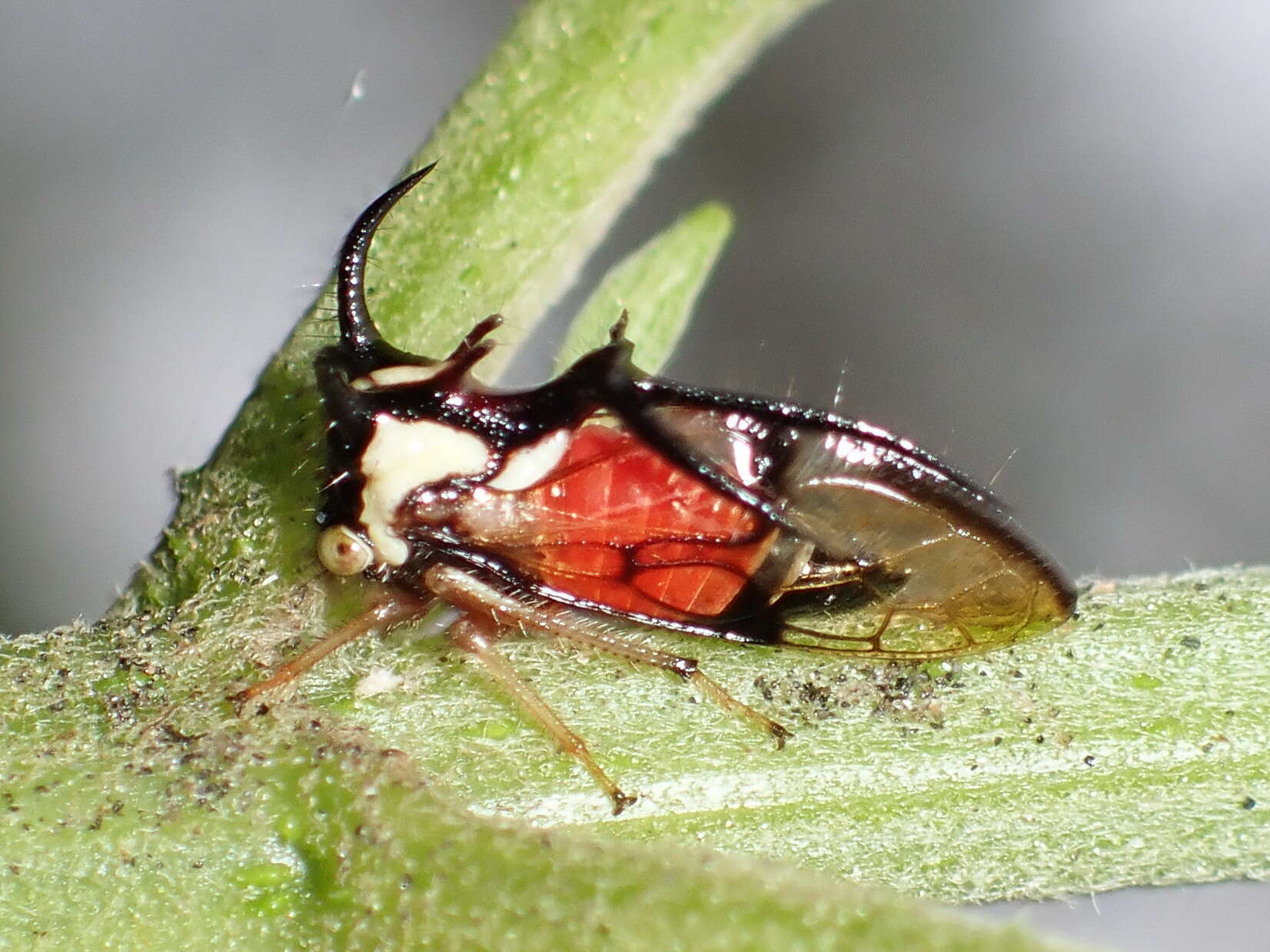 Image of Cyphonia trifida Fabricius