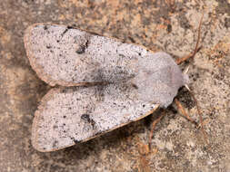 Image of Perigrapha (Rororthosia) rorida Frivaldsky 1835