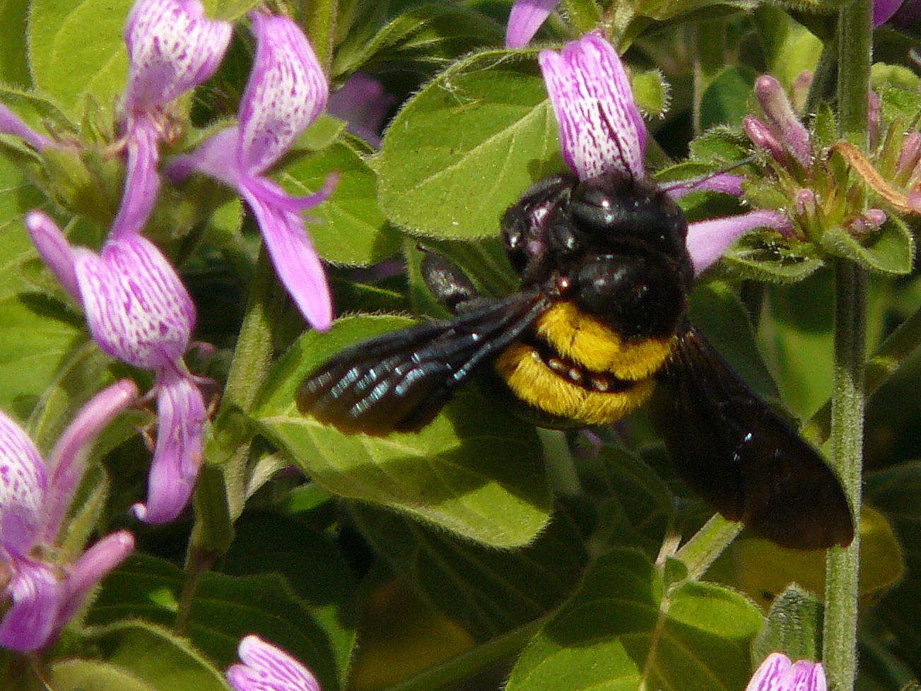 صورة Xylocopa caffra (Linnaeus 1767)