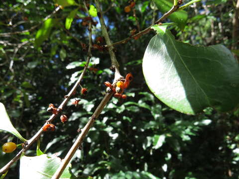 Image of Denhamia fasciculiflora (Jessup) M. P. Simmons