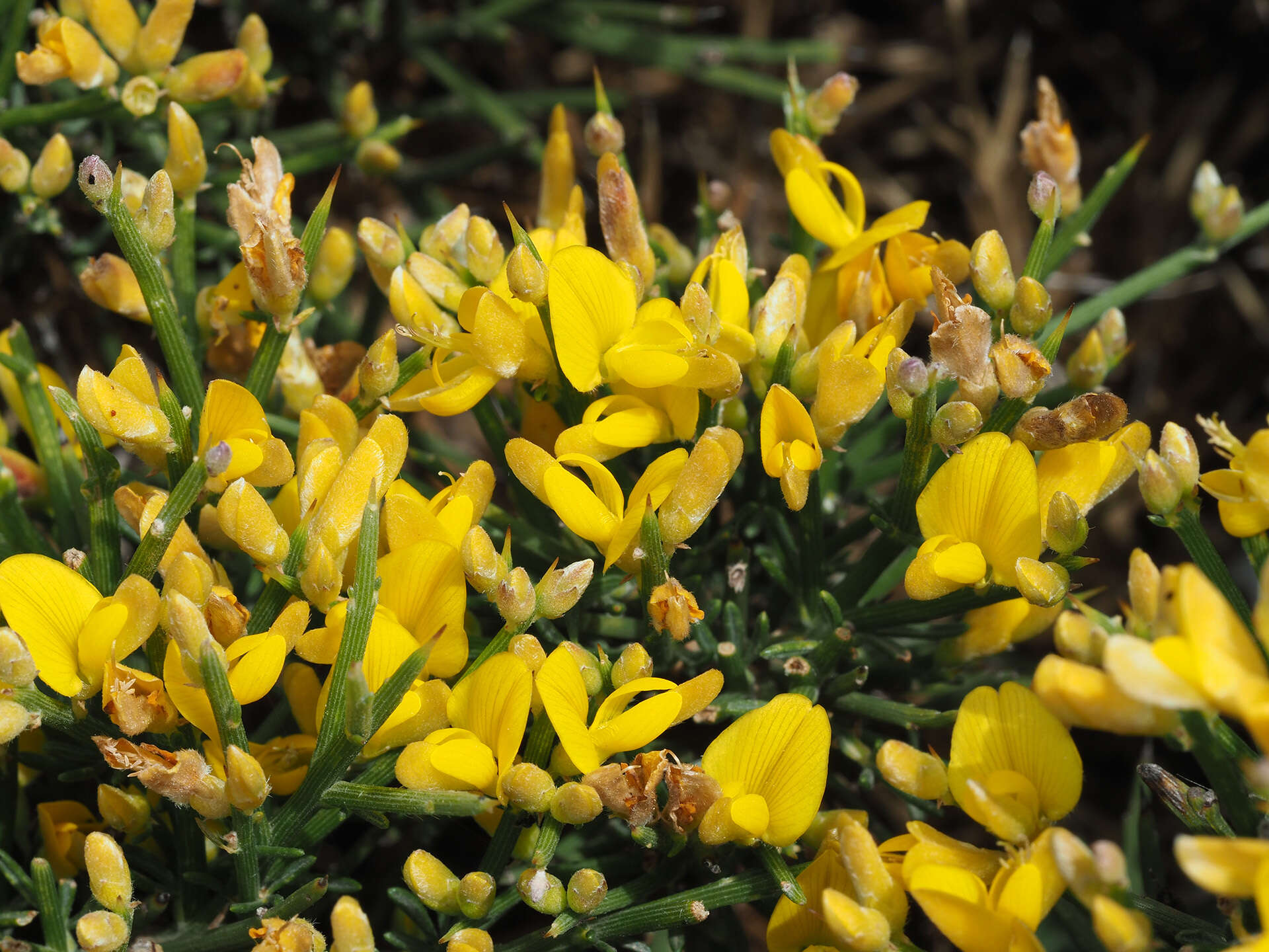 Image of Genista acanthoclada DC.