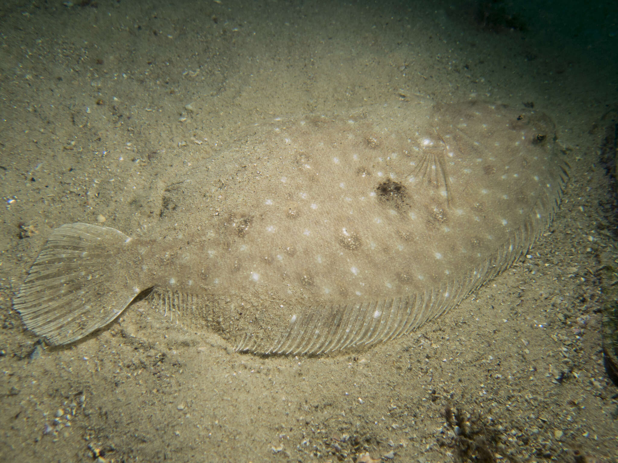 Image of False brill