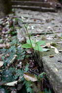 Image of Chloranthus fortunei (A. Gray) Solms