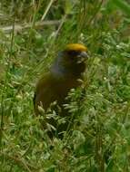 Image of Cape Canary