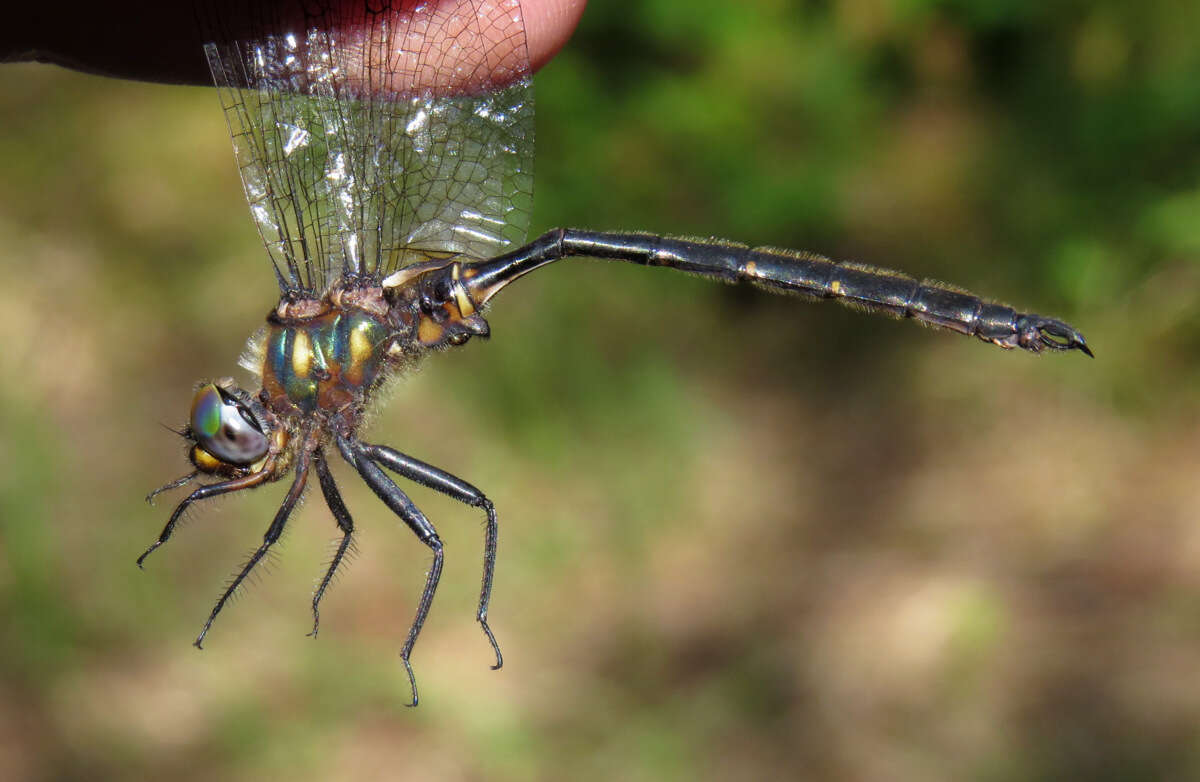 Image of Forcipate Emerald