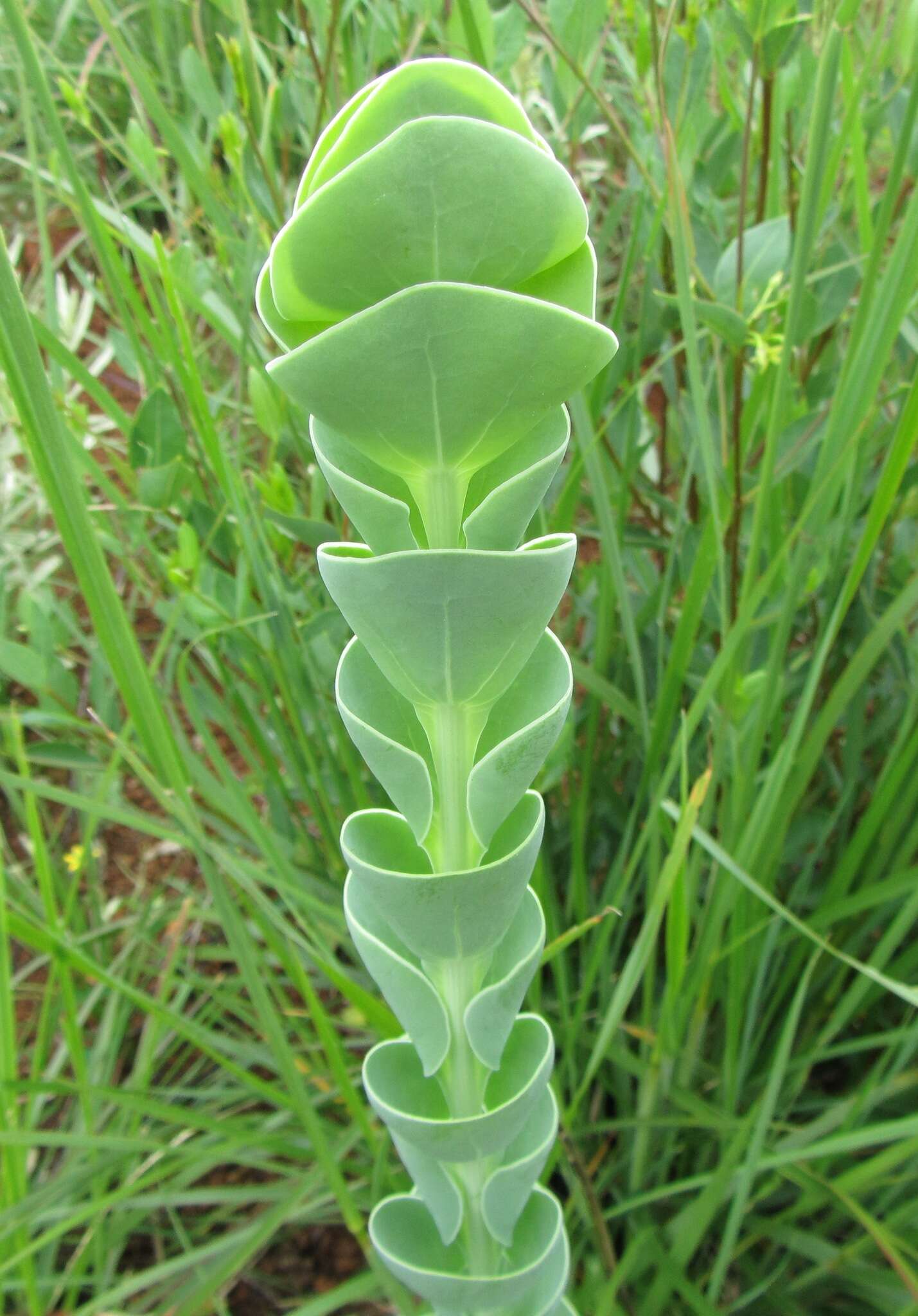 Image of Lopholaena segmentata (Oliv.) S. Moore