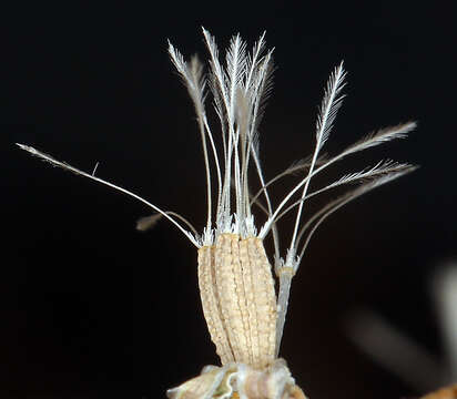 Sivun Stephanomeria exigua subsp. exigua kuva