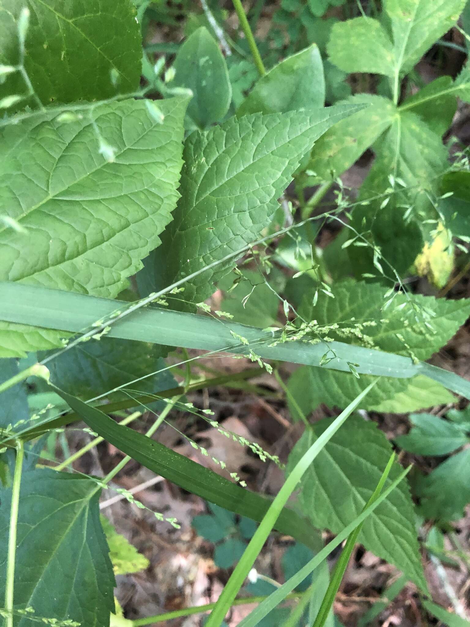 Plancia ëd Festuca paradoxa Desv.