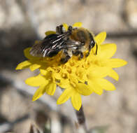 Image of Andrena sola Viereck 1917