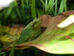 Image of Gray Treefrog