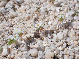 Image of San Bernardino Mountain gilia