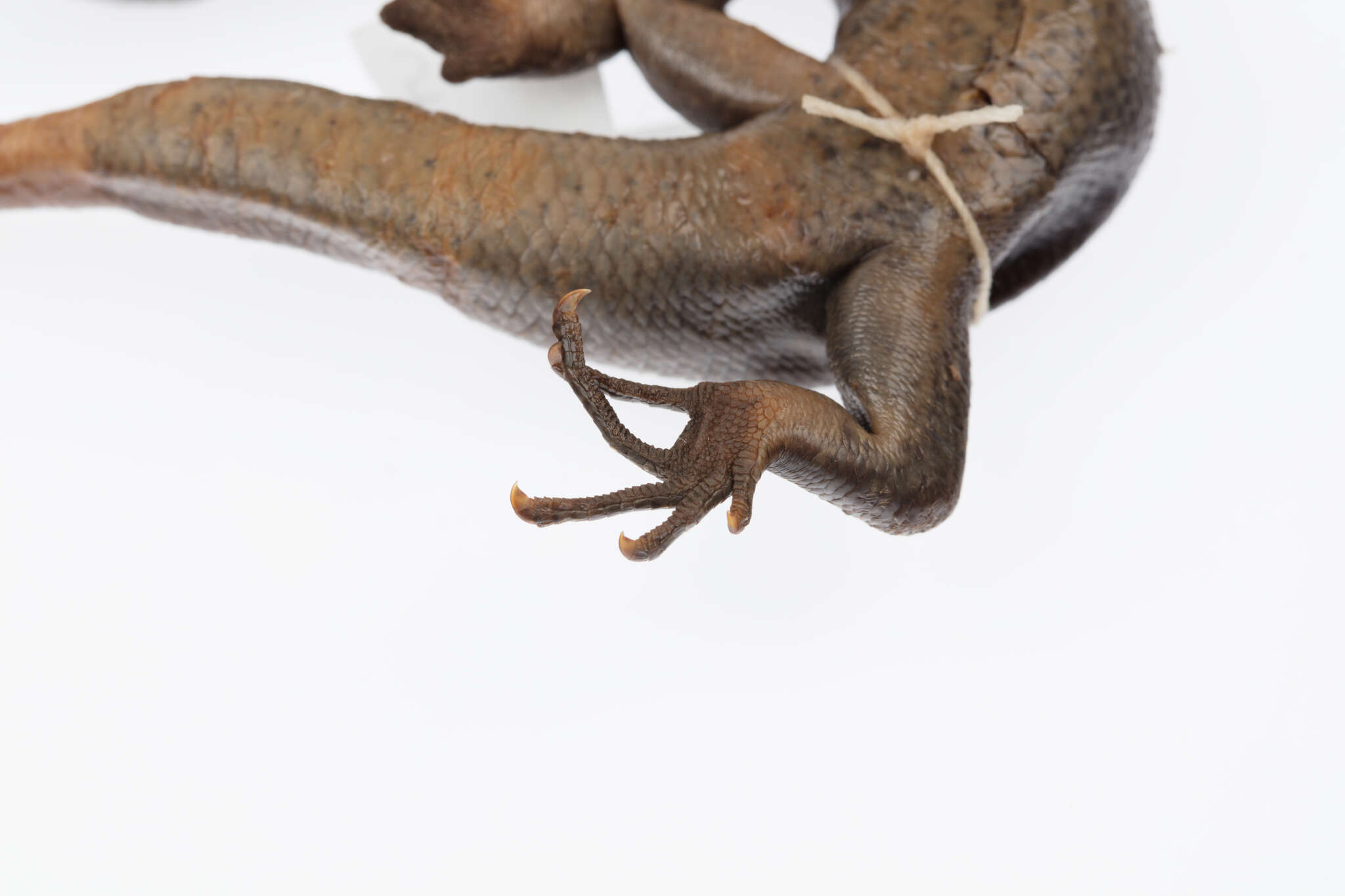 Image of Falla's Skink