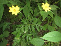 Image of Munondo bur-marigold