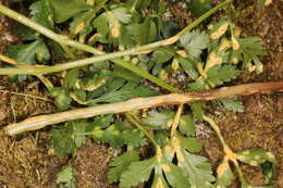 Puccinia pimpinellae (F. Strauss) Link 1824 resmi