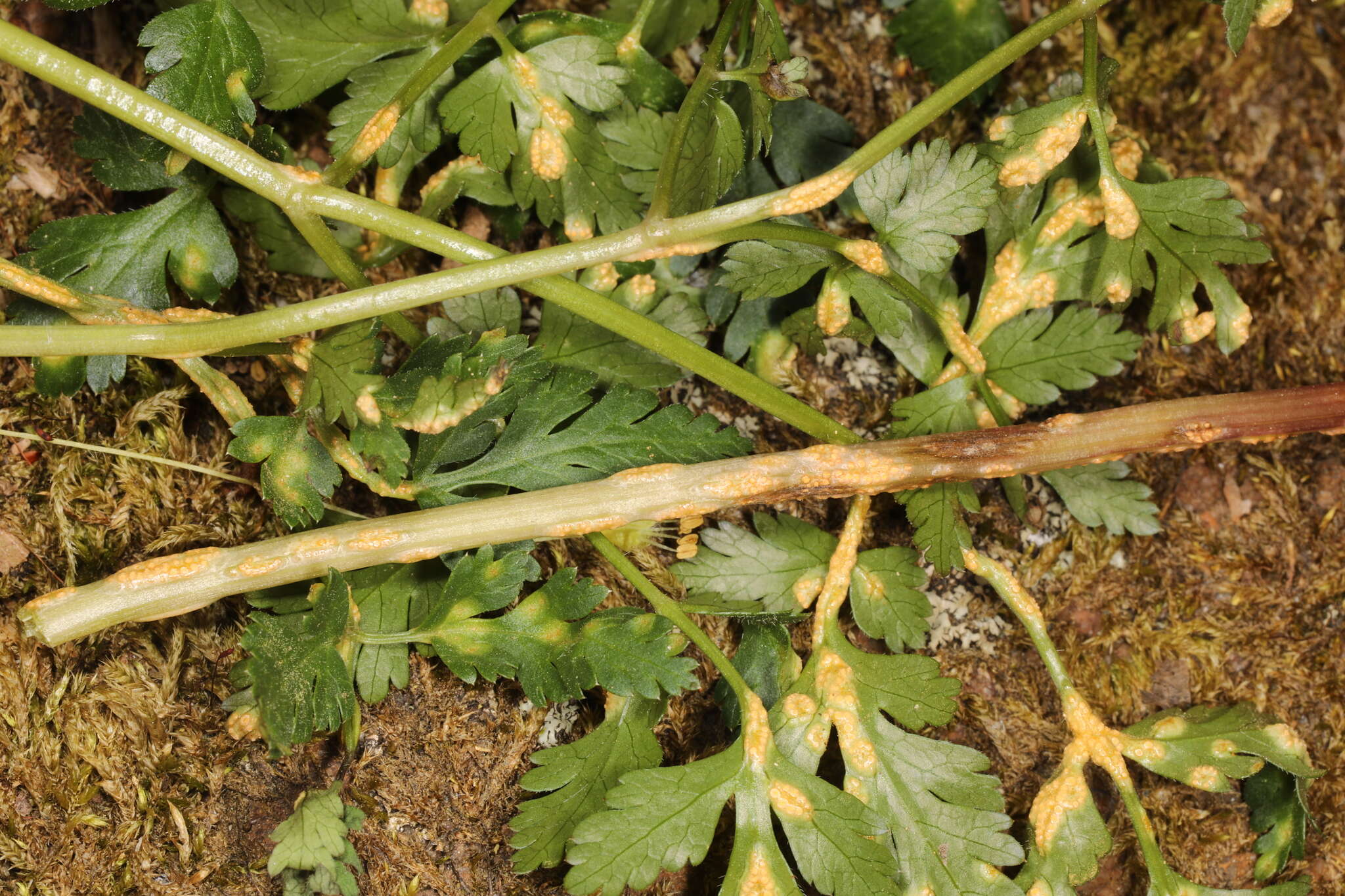 Image of Puccinia pimpinellae (F. Strauss) Link 1824