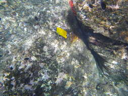 Image of Big long-nosed Butterflyfish